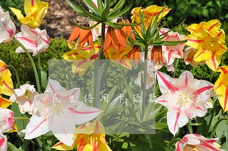 民生信用卡还款逾期3天