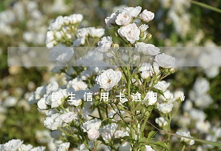 民生信用卡逾期2w