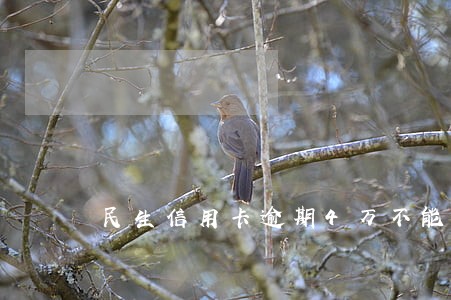 民生信用卡逾期4万不能分期 民生信用卡逾期4万不能分期