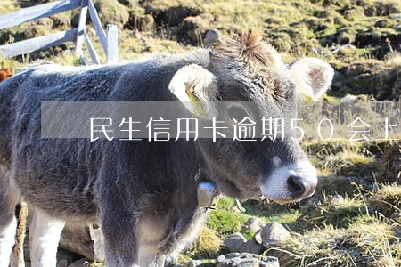 民生信用卡逾期50会上征信 民生信用卡逾期50会上征信