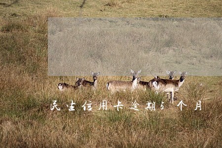 民生信用卡逾期5个月 民生信用卡逾期5个月