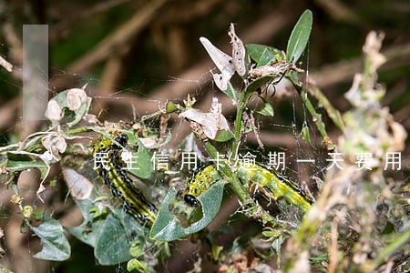 民生信用卡逾期一天费用