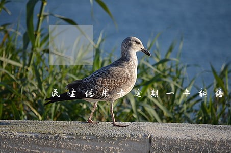 民生信用卡逾期一年翻倍 民生信用卡逾期一年翻倍