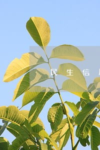 民生信用卡逾期三个月1万