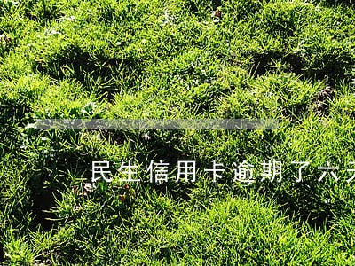 民生信用卡逾期了六天怎么办 民生信用卡逾期了六天怎么办