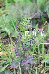 民生信用卡逾期了还不上
