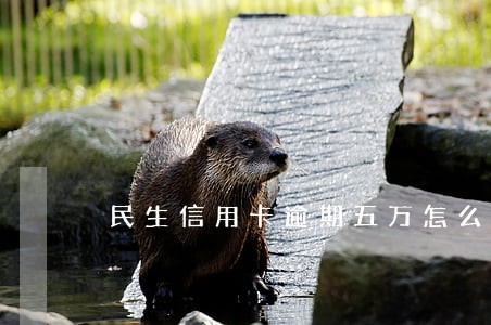民生信用卡逾期五万怎么办