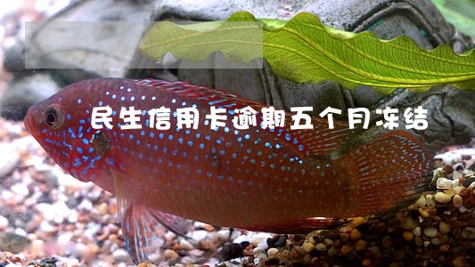 民生信用卡逾期五个月冻结