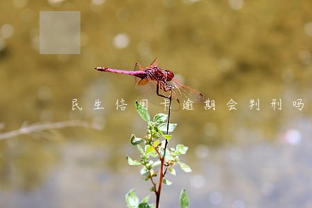 民生信用卡逾期会判刑吗 民生信用卡逾期会判刑吗