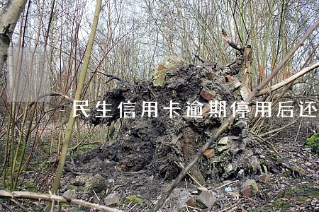 民生信用卡逾期停用后还能用吗