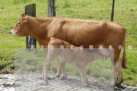 民生信用卡逾期减免告知 民生信用卡逾期减免告知
