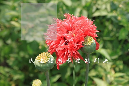 民生信用卡逾期判决 民生信用卡逾期判决