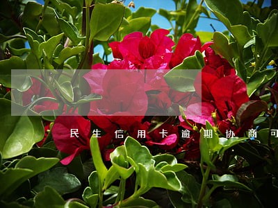民生信用卡逾期协商可以分六十期 民生信用卡逾期协商可以分六十期