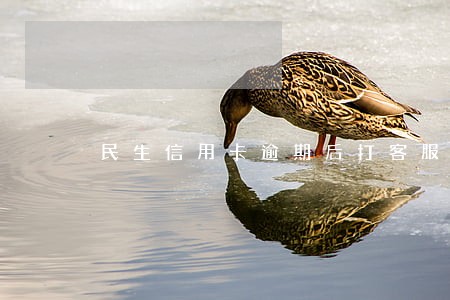 民生信用卡逾期后打客服