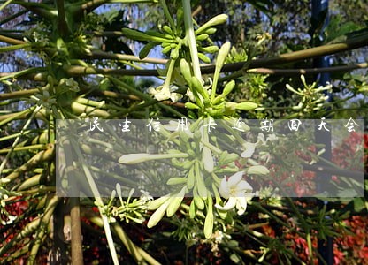 民生信用卡逾期四天会上征信吗 民生信用卡逾期四天会上征信吗