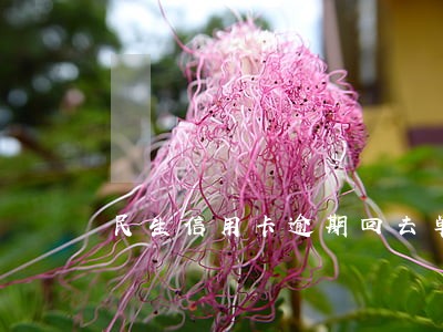 民生信用卡逾期回去单位吗 民生信用卡逾期回去单位吗
