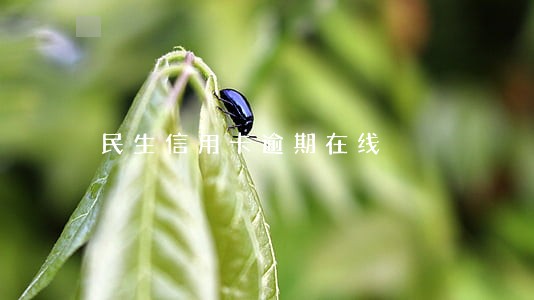 民生信用卡逾期在线