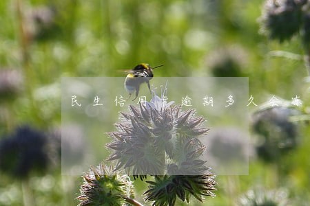 民生信用卡逾期多久会冻结 民生信用卡逾期多久会冻结