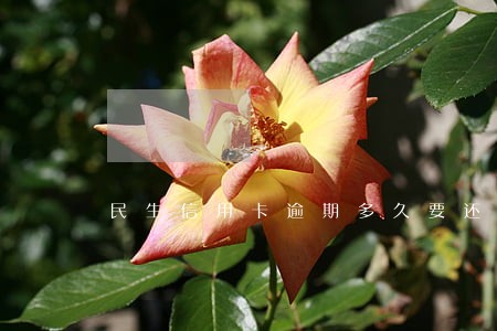 民生信用卡逾期多久要还全额 民生信用卡逾期多久要还全额