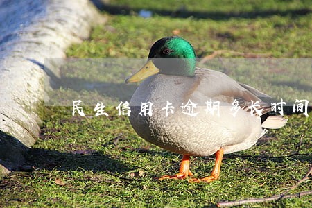 民生信用卡逾期多长时间