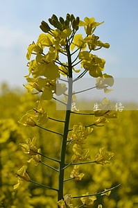 民生信用卡逾期宽限几天 民生信用卡逾期宽限几天