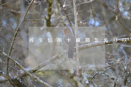 民生信用卡逾期怎么可以停息分期 民生信用卡逾期怎么可以停息分期