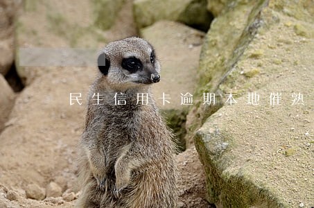 民生信用卡逾期本地催熟协商 民生信用卡逾期本地催熟协商