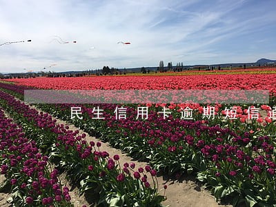 民生信用卡逾期短信通知截图 民生信用卡逾期短信通知截图