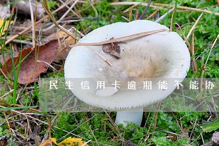 民生信用卡逾期能不能协商 民生信用卡逾期能不能协商