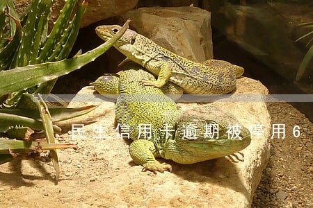 民生信用卡逾期被停用6 民生信用卡逾期被停用6