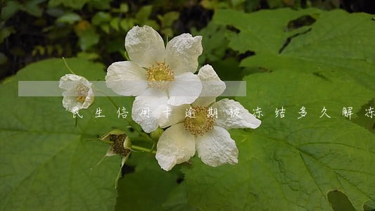 民生信用卡逾期被冻结多久解冻 民生信用卡逾期被冻结多久解冻
