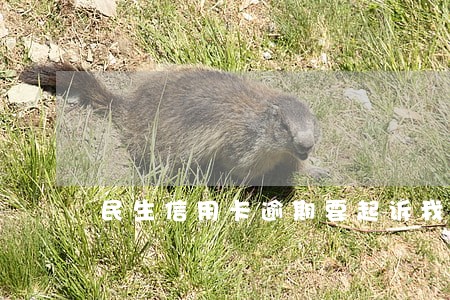 民生信用卡逾期要起诉我 民生信用卡逾期要起诉我