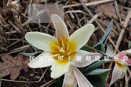 民生信用卡逾期说联系政府 民生信用卡逾期说联系政府