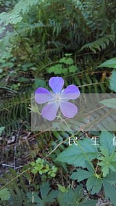 民生信用卡逾期说要报案是真的吗 民生信用卡逾期说要报案是真的吗