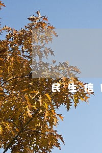 民生信用卡逾期还能提升额度吗 民生信用卡逾期还能提升额度吗