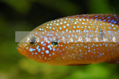 民生信用卡逾期额度都看不了 民生信用卡逾期额度都看不了