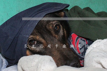 民生信用卡逾期风险等级上升 民生信用卡逾期风险等级上升