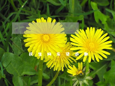 民生网乐贷逾期 民生网乐贷逾期