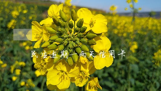 民生逾期一两天信用卡 民生逾期一两天信用卡
