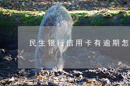 民生银行信用卡有逾期怎么办
