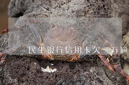 民生银行信用卡欠一万逾期怎么办