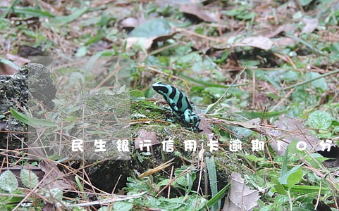 民生银行信用卡逾期10分钟扣 民生银行信用卡逾期10分钟扣