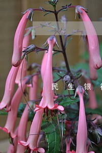民生银行信用卡逾期5万还不起