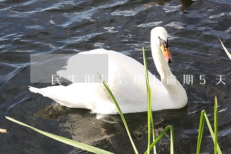 民生银行信用卡逾期5天罚金 民生银行信用卡逾期5天罚金