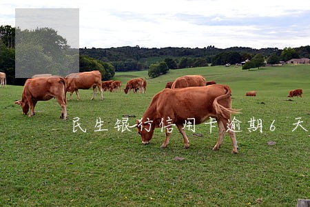 民生银行信用卡逾期6天了 民生银行信用卡逾期6天了