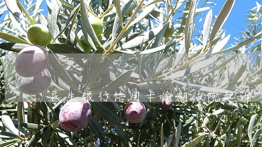 民生银行信用卡逾期法院起诉
