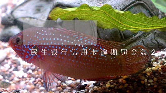民生银行信用卡逾期罚金怎么算 民生银行信用卡逾期罚金怎么算