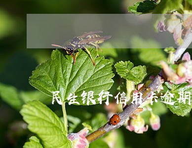 民生银行信用卡逾期被执行