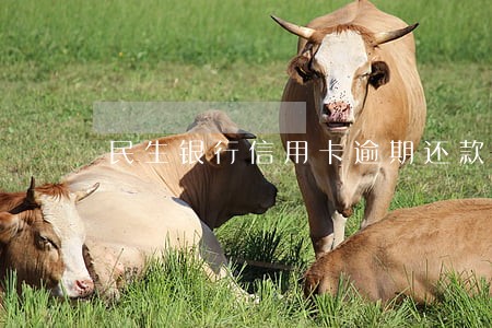 民生银行信用卡逾期还款 民生银行信用卡逾期还款
