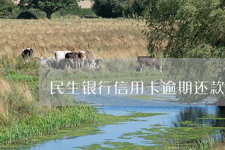 民生银行信用卡逾期还款日期 民生银行信用卡逾期还款日期